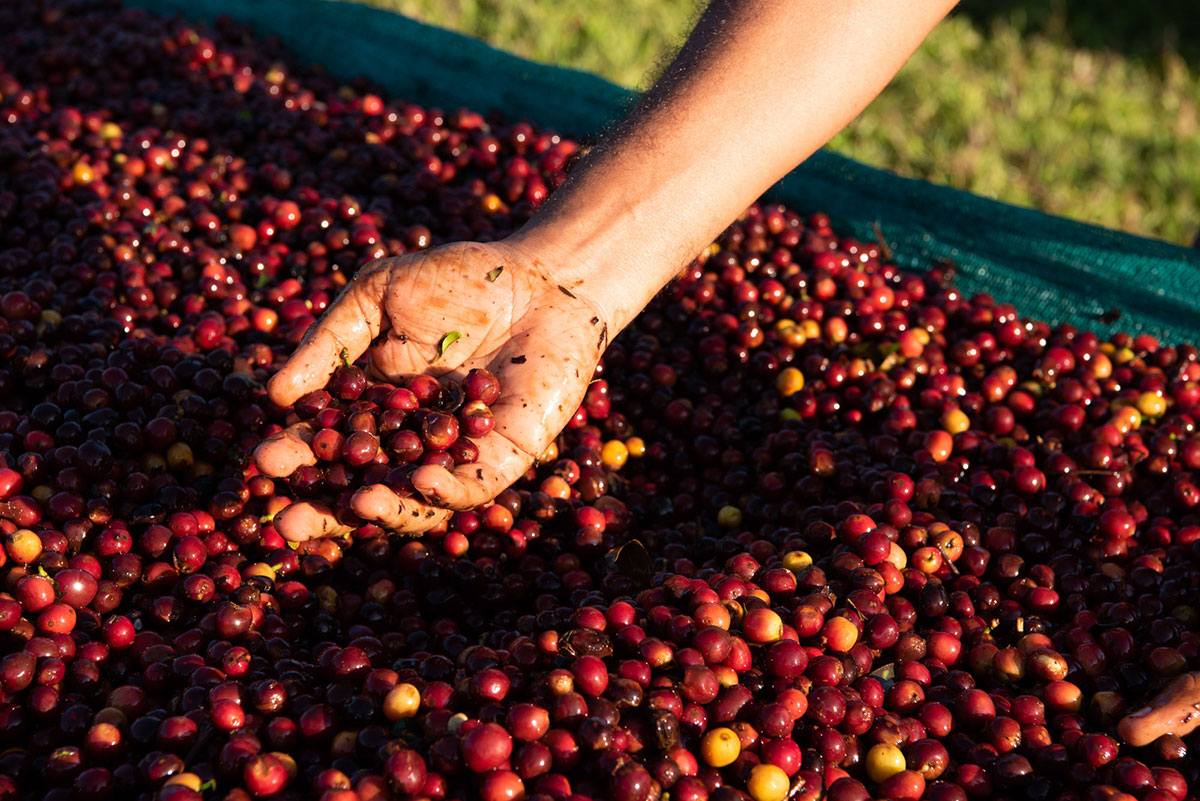 Specialty kava s vulkanskih obronaka Paname