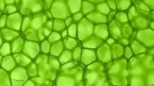 Zelena molekula zdravlja – neka tijelo oživi iznutra