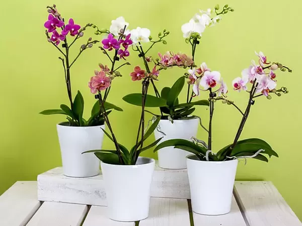 VIDEO: Presađivanje orhideja je lako!