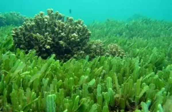 Svijet algi